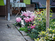 Weg zur Terrasse